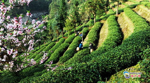 喜讯 韶关仁化两款农作物种子入选全国名特优新农产品目录