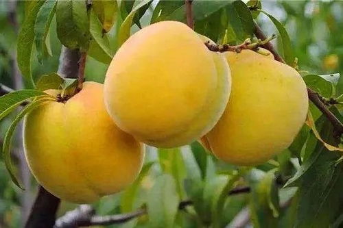 宿迁400余种农产品及农作物种子种苗本周五起在上海长宁连续展出三天