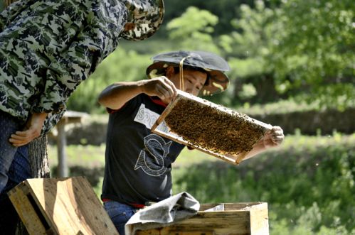 城口五款农产品荣登重庆国家地理标志农产品名录