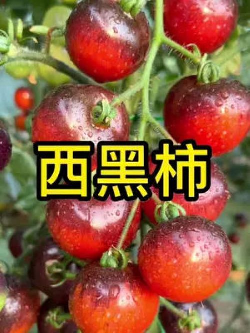番茄中的珍品 黑番茄，花青素丰富、风味浓郁