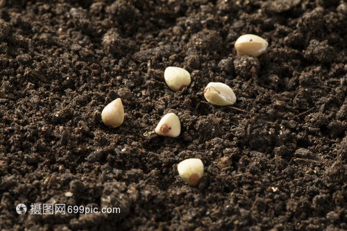 荞麦种子的种植价值与栽培技术