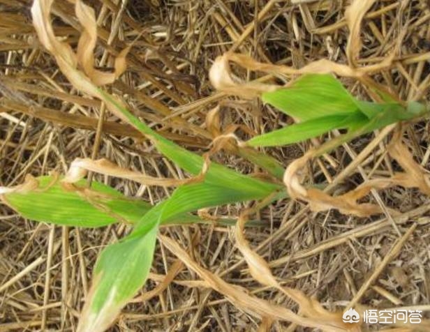 农作物遭遇除草剂药害的识别与系统补救措施