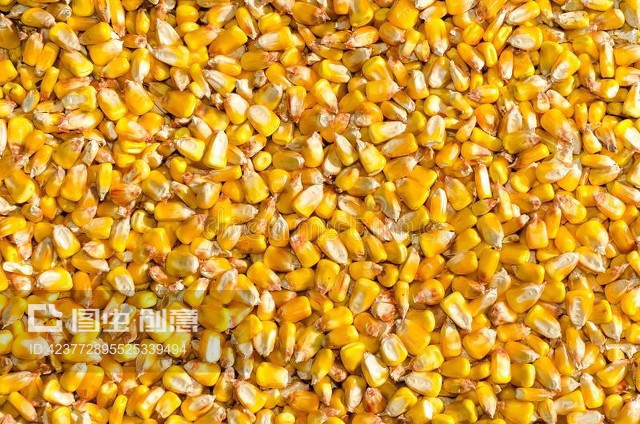 联合收割机卸下玉米种子 现代农业的丰收协奏曲