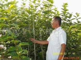 优质甜柿苗供应指南 选对种苗，丰收在望