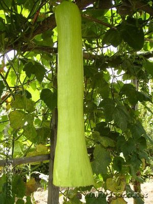 供应天下奇瓜——砍瓜 随吃随砍的神奇作物，种子种苗尽在光波网