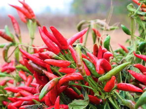 小种子大收益 六亩净赚三万元的智慧种植经