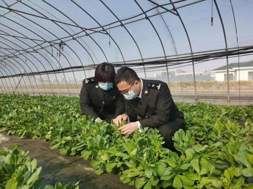 小种子勇闯海外大市场 海关精准助力国产农作物种子扬帆出海