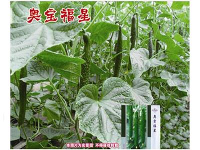 探索山东农作物种子种苗市场 价格、批发与优质供应商指南