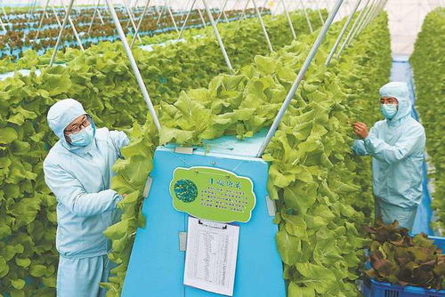 海归厂二代创新农业 气雾栽培颠覆传统，一亩土地种出八亩效益