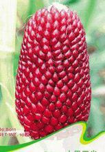 从选购到批发 全面解析蔬菜与农作物种子市场及产业链