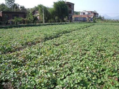 供应优质济黑薯苗品种 价格、厂家与农作物种苗全解析