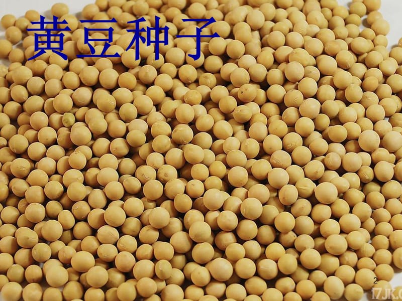 10各种各样的种子ppt课件ppt